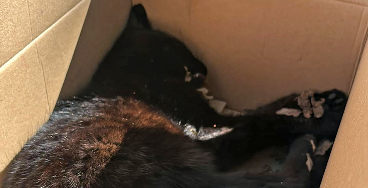 Medewerkers Efteling nemen afscheid van huiskat: 'Spookslot was zijn thuis'